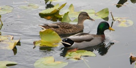 The Wildlife of Baisley Pond tickets