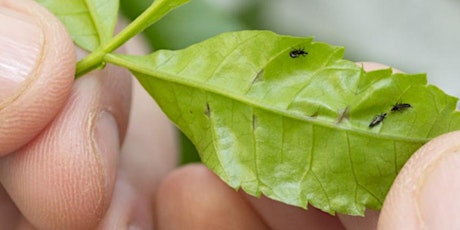 (Webinar) Brazilian peppertree management: integrating biological control