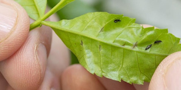 (Webinar) Brazilian peppertree management: integrating biological control