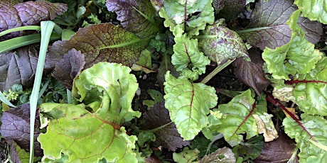 Absolute Beginner's Vegetable Gardening Class - May 16 FREE Online primary image