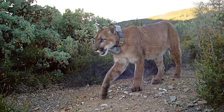Coexisting with Cougars primary image