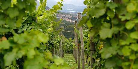 Hauptbild für Eine gesellige Alpenüberquerung mit knackigen Weißweinen