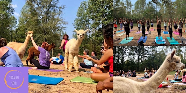Alpaca Haven Yoga