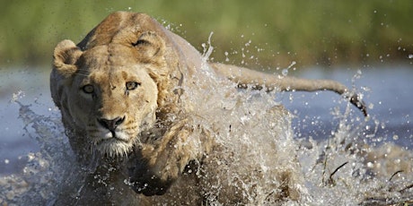 Canon Explorers of Light: Safari 101 - Optimizing vehicle-based photography with Bruce Dorn primary image