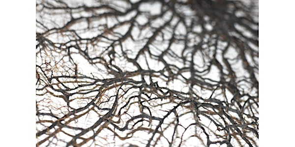 Complexity and its Challenges for Policy and Evaluation