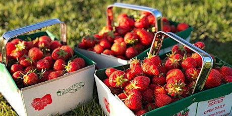 Pick your own strawberries - May primary image