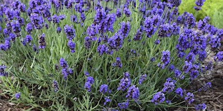 Lavender Weekend- Virtually! primary image