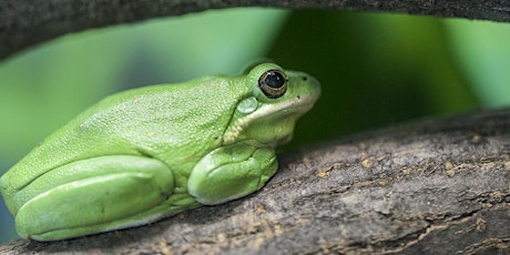 Virtual Breakfast with the Animals: Amphibians & Reptiles primary image