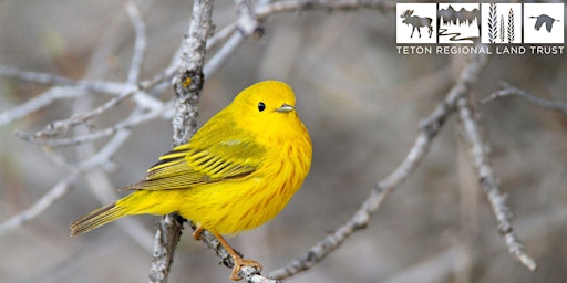 Imagen principal de Birding on the Henry's Fork 2025