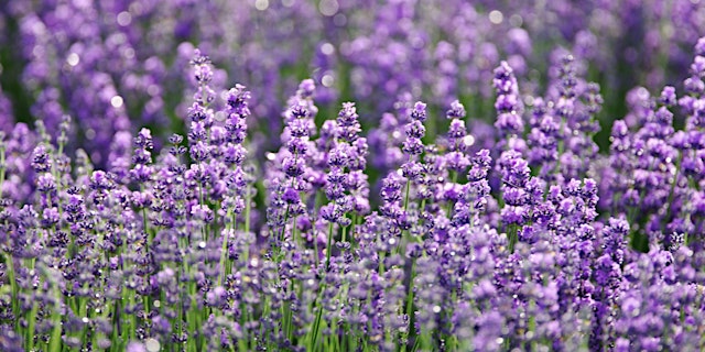 Women in Horticulture' networking event at the HTA National Plant Show 2026 primary image