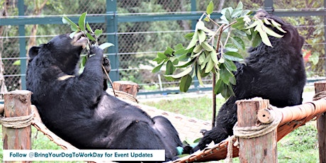 MOON BEAR EXPERIENCE STREAMED LIVE FROM ANIMALS ASIA SANCTUARY IN CHINA primary image