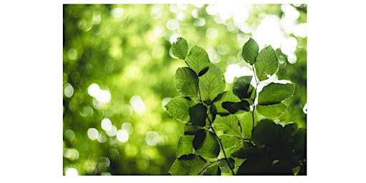 Image principale de Forest Bathing & Sound Bath-- From Outer World to Inner Stillness