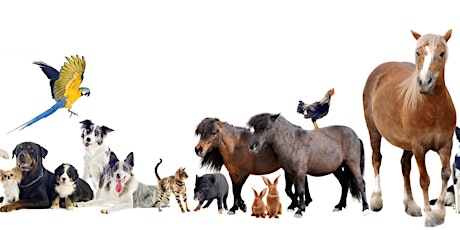Animal Communication Course