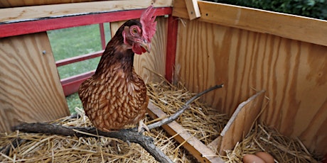 Formation sur la santé des poules et les normes sanitaires primary image