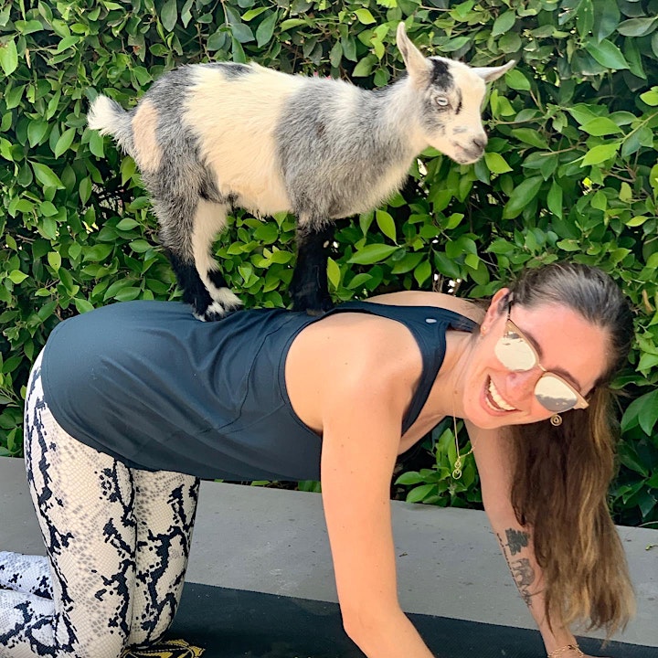 Baby Goat Yoga: Play with Baby Goats, Mini Donkey, Chickens and Pig! image