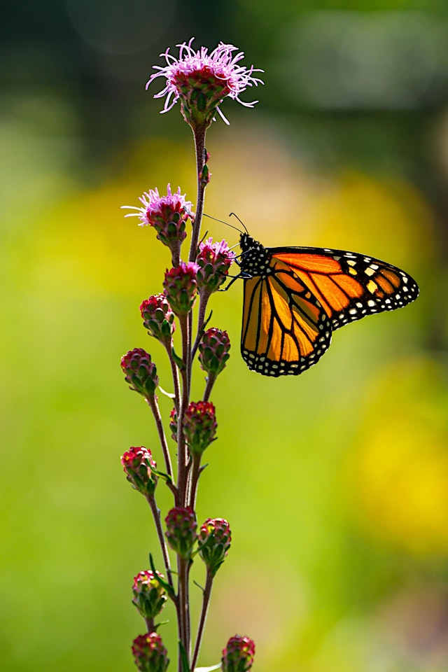 Imagen principal de Photo Walk at Hausmann Nature Center: Butterfly Garden