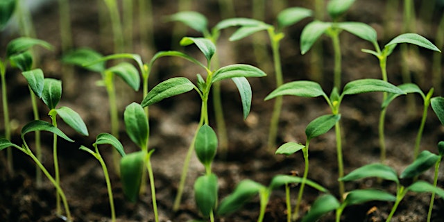 Family Friendly Vegetable Growing with Peter Lee primary image