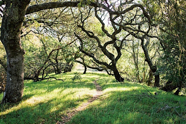 Imagem principal de Beginner Birding at the Oak Grove Park in Ripon