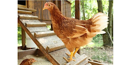 Backyard Chicken Training Class - Zoom webinar primary image