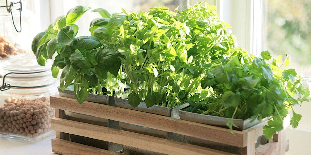 Зелень в домашних условиях фото Зелень в домашних условиях фото