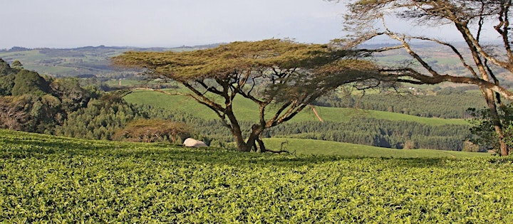 Africa Tea Tasting Workshop image