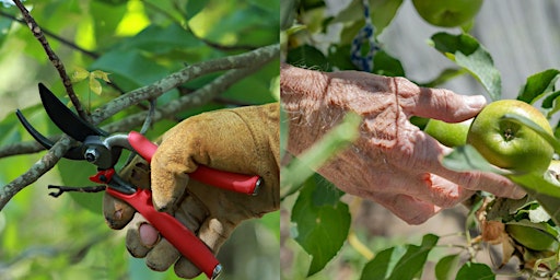 Image principale de Prune Your First Winter Fruit Tree - Woodcroft Library