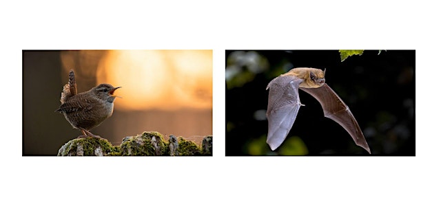 Image principale de DLR Biodiversity Week Walk & Talk: Dusk Chorus & Bat Walk Marlay Park
