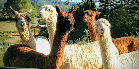 Sunday, July 12th, 2020 Alpaca Farm Visit