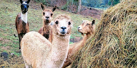 Sunday July 26th, 2020 Alpaca Farm Visit
