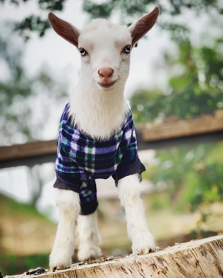 Baby Goat Yoga: Play with Baby Goats, Mini Donkey, Chickens and Pig! image