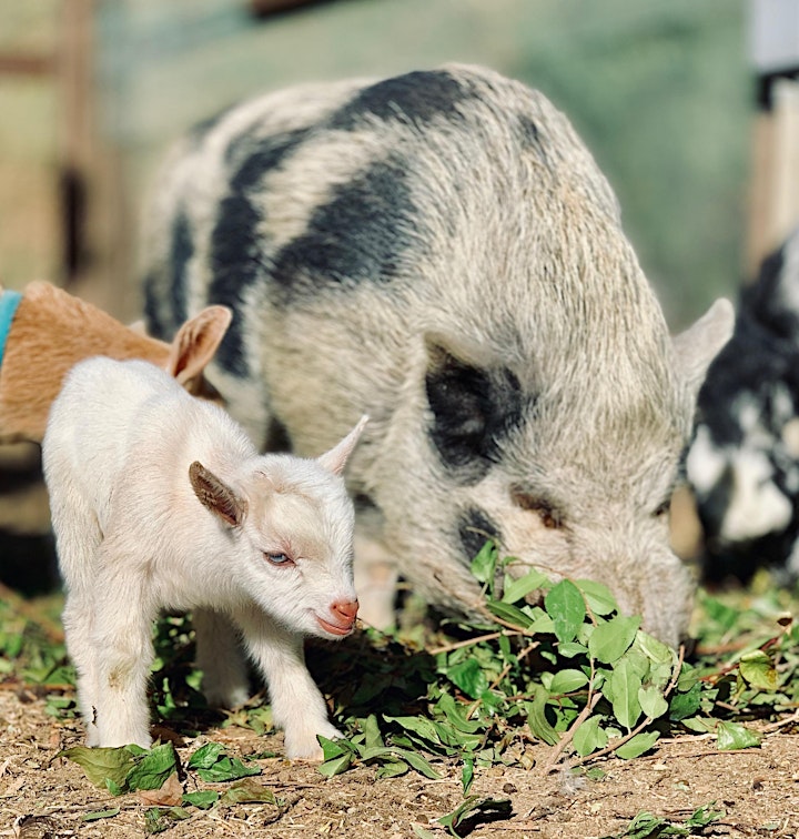 Baby Goat Yoga: Play with Baby Goats, Mini Donkey, Chickens and Pig! image