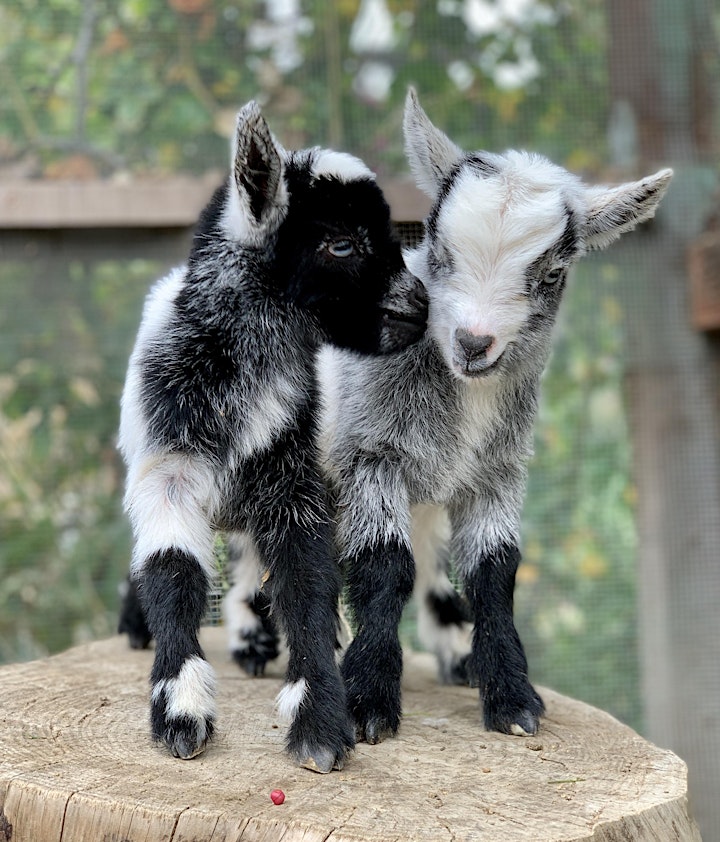 Baby Goat Yoga: Play with Baby Goats, Mini Donkey, Chickens and Pig! image