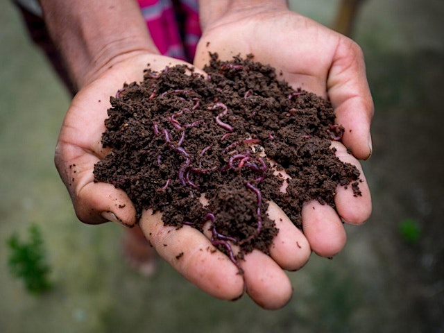 Immagine principale di The Home of Rot n’ Roll: Composting in Cleveland