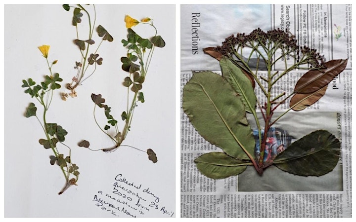 Как выглядит гербарий цветок Как выглядит гербарий цветок