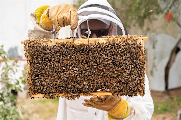 Hands On Beekeeping Workshop Newcastle - 4 Hours. image
