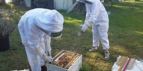 Hands On Beekeeping Workshop Newcastle - 4 Hours. tickets
