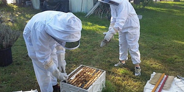 Hands On Beekeeping Workshop Newcastle - 4 Hours.