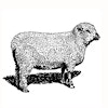 Logotipo de Stillwater Farm