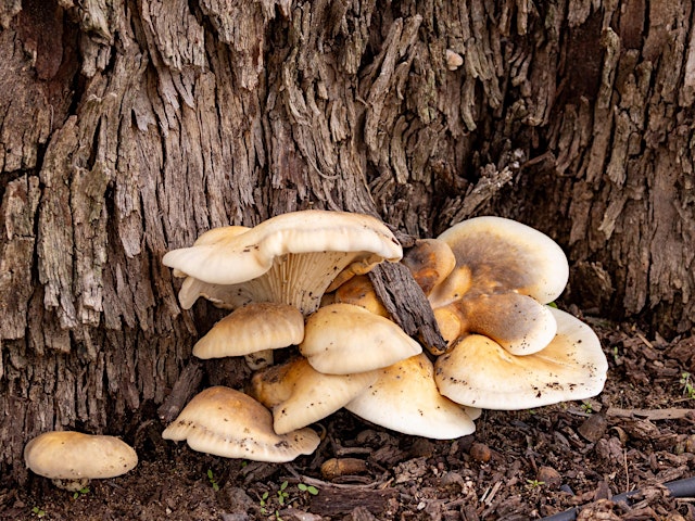 FABULOUS FUNGI FORAY primary image