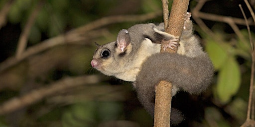 Image principale de Spotlighting in the Royal