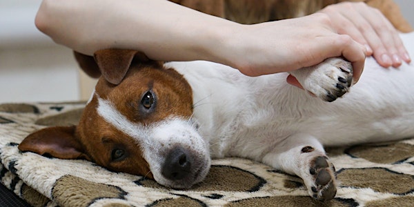 Workshop: Jouw pup fit met massage en puppygym