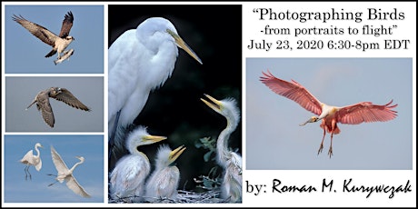 Photographing Birds - from portraits to flight primary image