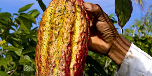 Image principale de Sweet Surrender: A Cacao Ceremony