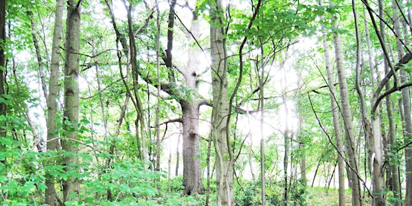 The Woods in Your Backyard online course
