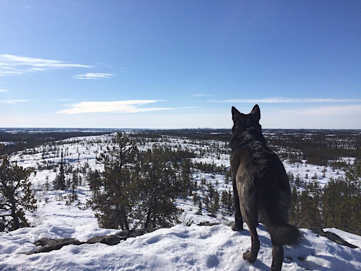 Advancing One Health in Canada’s North by Improving Access to Animal Care image