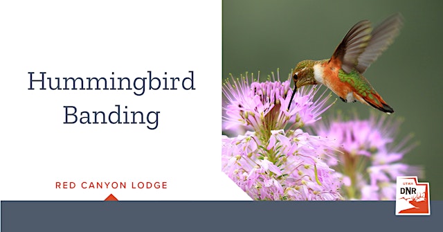 Image principale de Hummingbird Banding at Red Canyon Lodge — Dutch John
