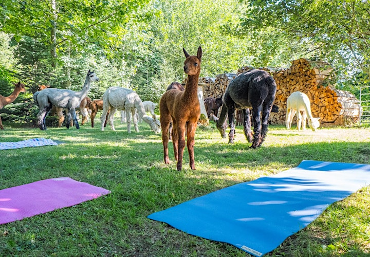 Yoga inmitten Alpakas: Bild 