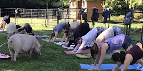 Yoga with Piggies
