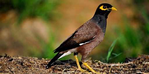 Indian Myna Trap Bookings