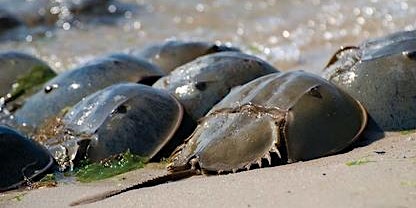 Image principale de Horseshoe Crab Discovery Walk at Plumb Beach